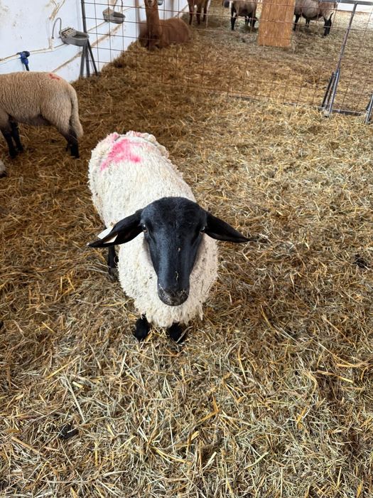 Vand oi sufolk si capre