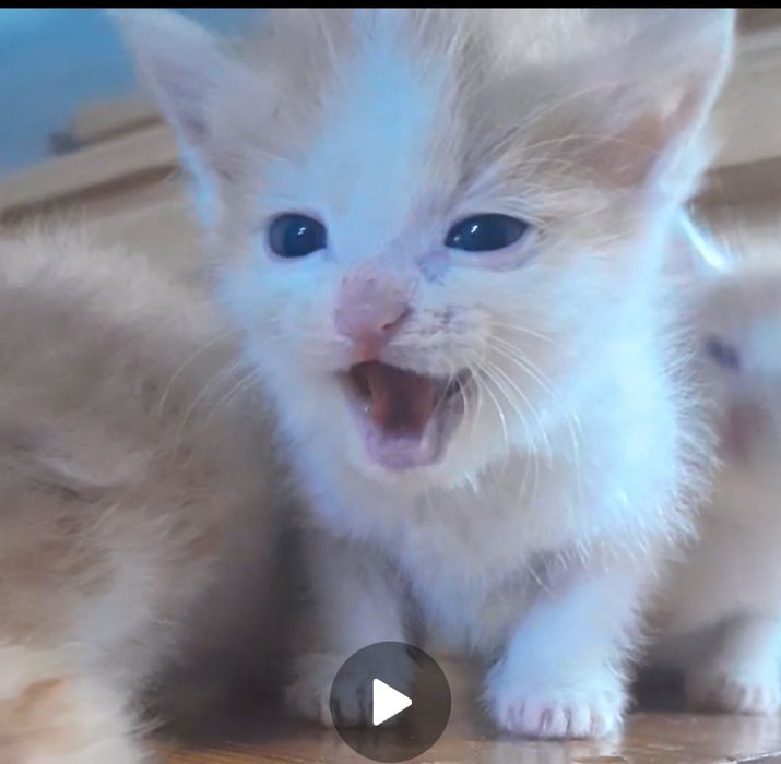 Erotik sirk shousini onlayn tomosha qiling