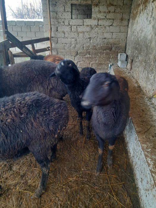 Куйлар кучкор бугоз совлик