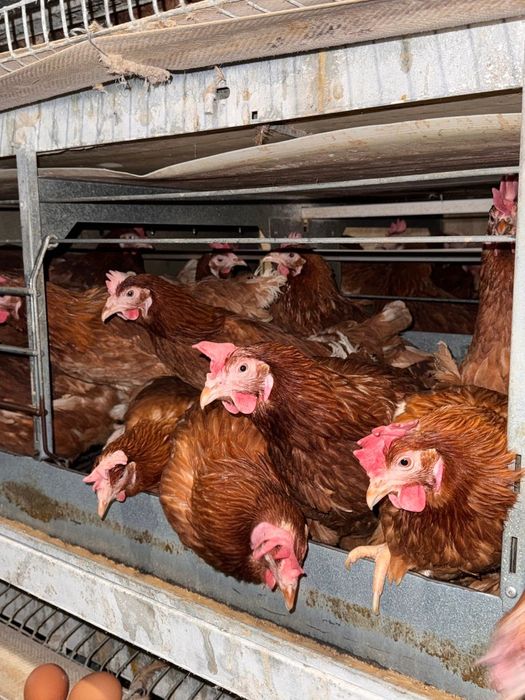 Кокошки - Носачки