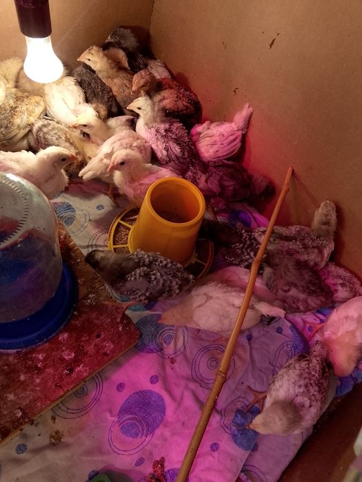 Продам домашних цыплят