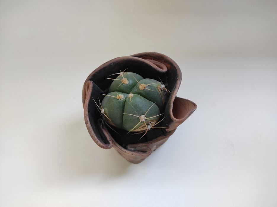 Vas ceramica cactuși/suculente