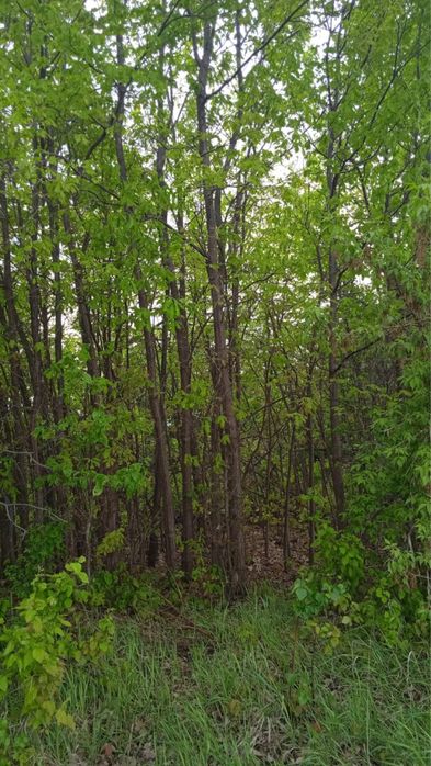 Липа ясень дуб