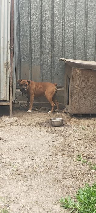 Продам кобеля немецкий боксер