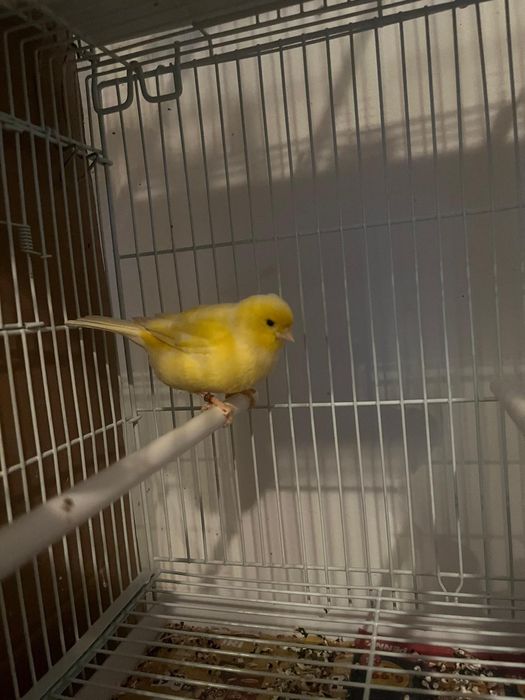 Canari orpheus ideali