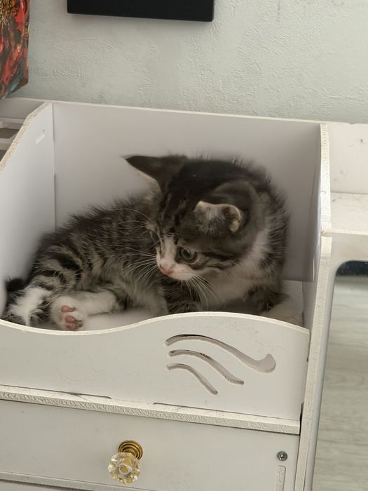 срочно!! отдам котенка !!