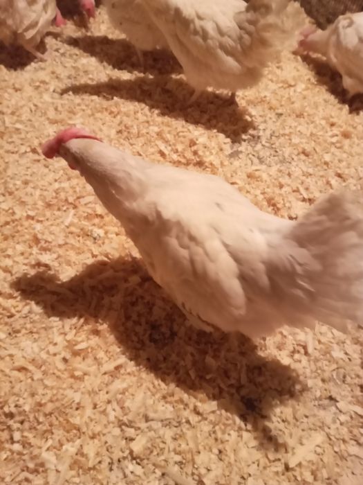 Куры-несушки белые.