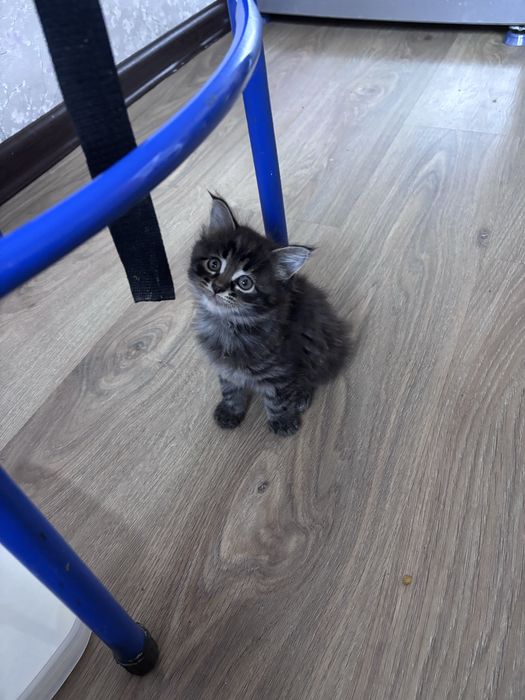 Котята смесь Мейн кун