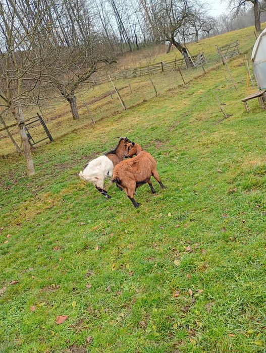 Vând capre alpin, pentru detalii la telefon
