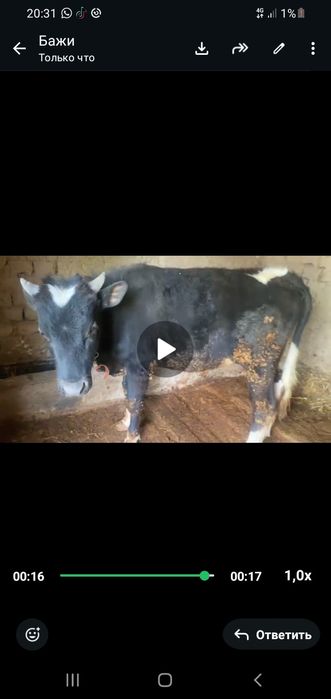 Продоётся бык, очень хороший