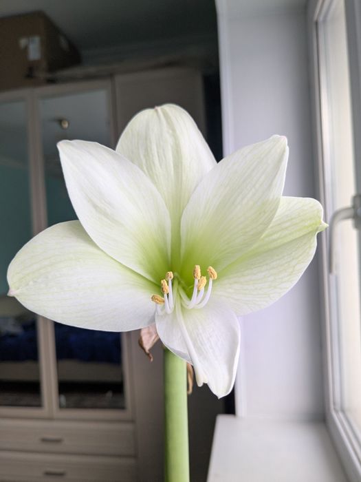 Цветущий амариллис