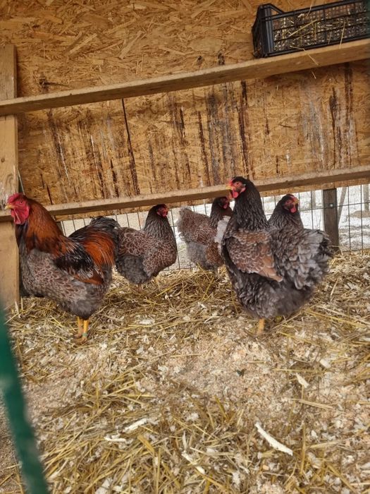 40 oua Wyandotte disponibile