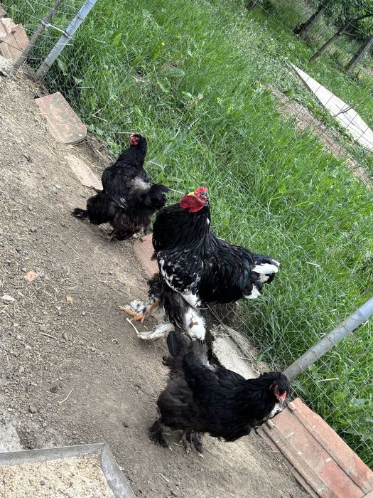 Gaini Brhama Alb si Negru