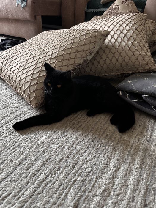 отдам кота бесплатно