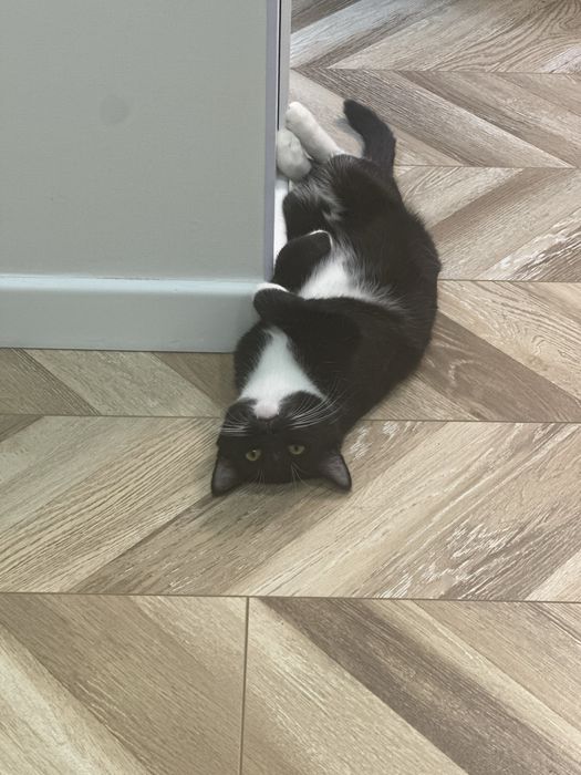 Отдам в добрые руки