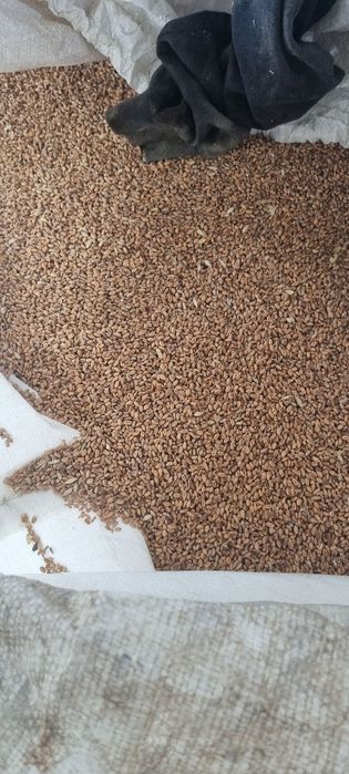 Vand cartofi grau triticala porumb