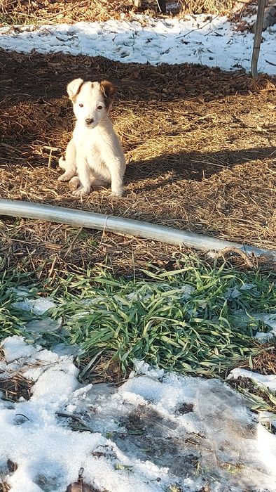 Отдам в добрые руки