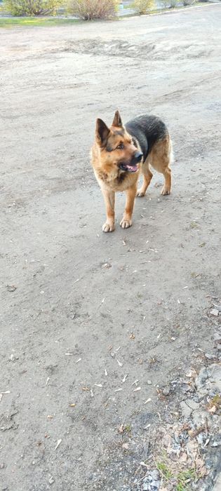 Чей потеряшка срочно отзавитесь