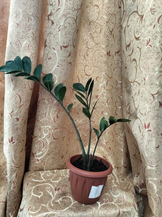 Продам замиакулькас