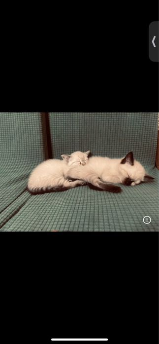 отдам котят хорощие руки