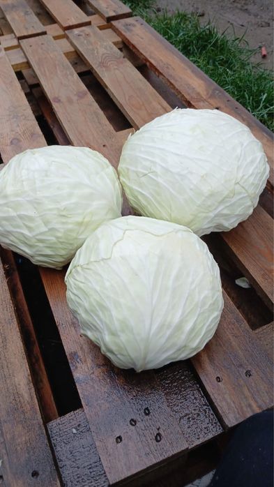 De vanzare Varza Gintama