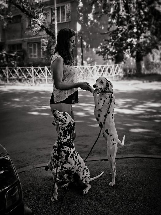 Далматин на фотоссесию