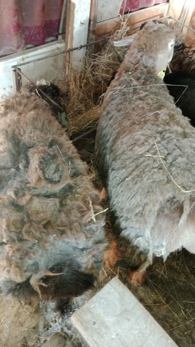 Козылы кои, семиз кошкар токты