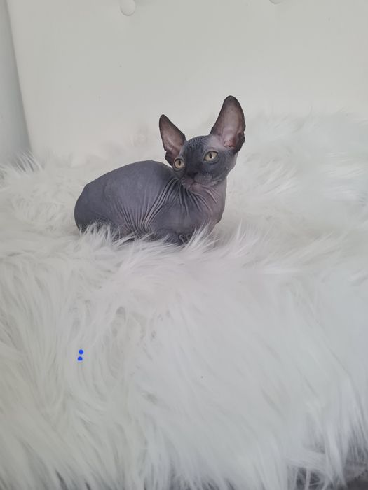 Pisicuta sphynx mascul  blue