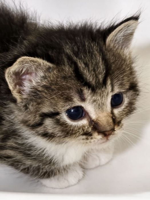 Крошки котята, 1 мес, девочки