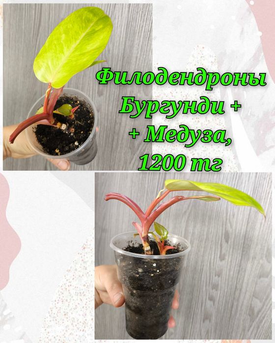 Глоксинии, гименокаллис, филодендроны и др.