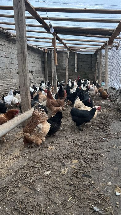 Тавук Tavuqlar сотилади хаммаси еш тавуклар сонни 120 та бор