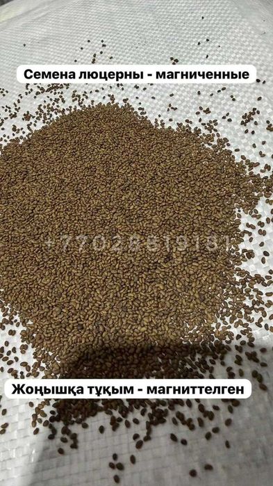 Люцерна Семиреченская местная жонышка тукым беде магниттелген семена