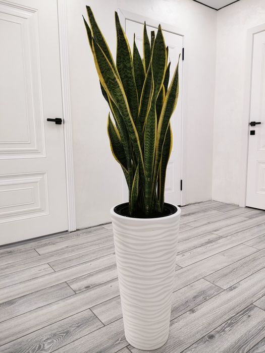 Цветы комнатные. Доставка