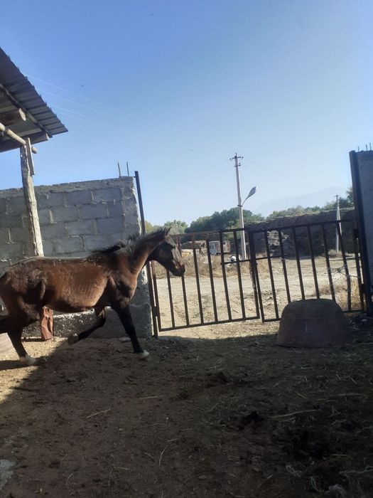 Құнан  460 000 тенге