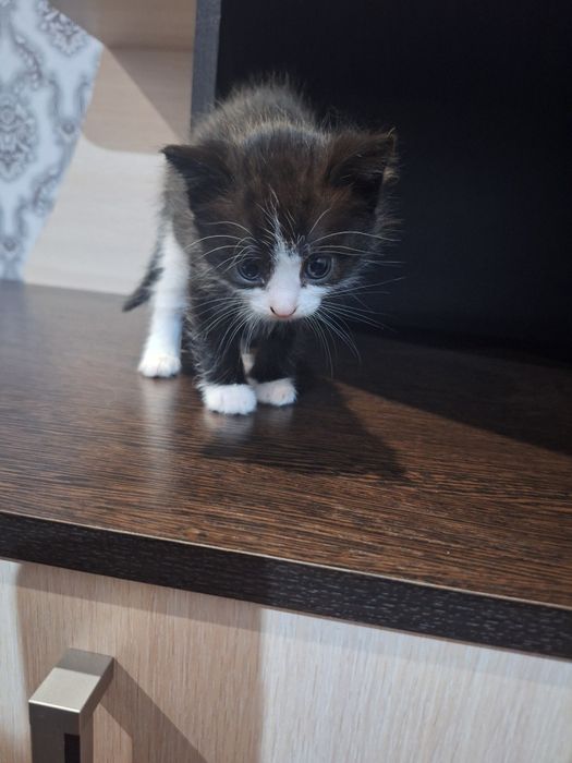 Отдам котят в добрые руки