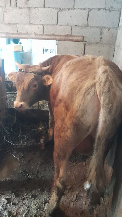 Продам Бычков 2штук