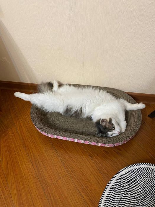 Отдам кошку в добрые руки