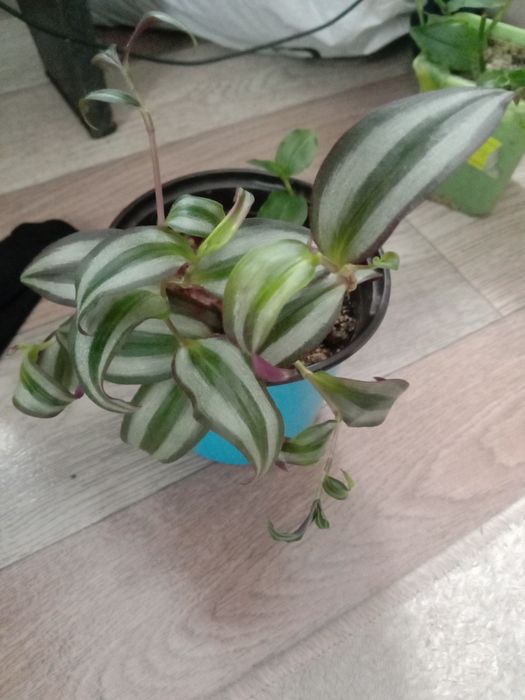 Комнатные цветы традесканция