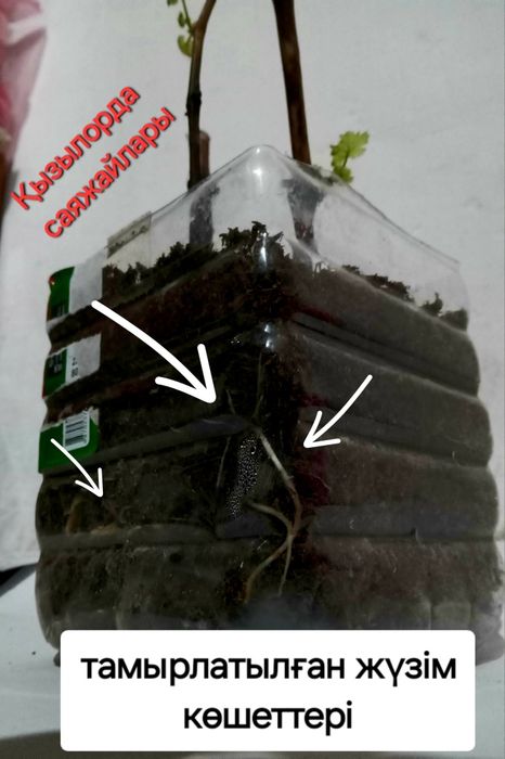 Жүзім көшеттері. Виноград рассада