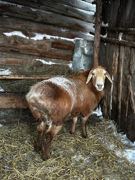 Продам кошкара,баран производитель