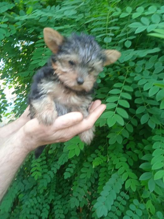 Продается породистая собака йорк