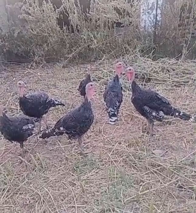 Индюки бронза 708