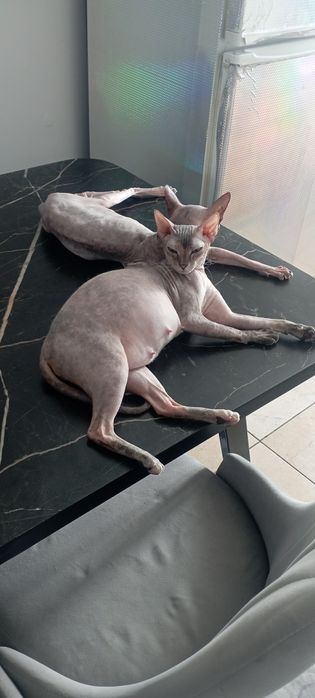 Донские котята сфинкс