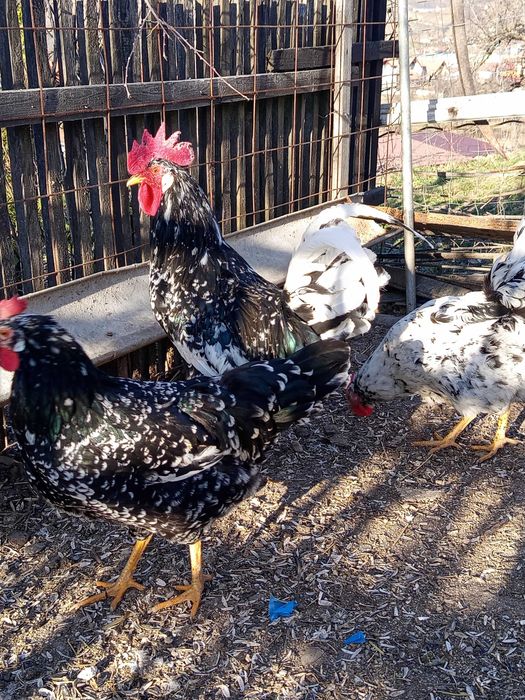 Oua incubat pinta și italiene