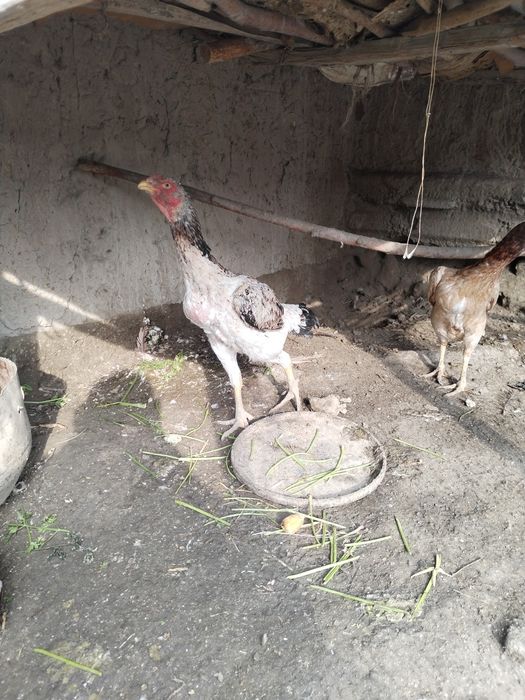 Tovuq sotilad  5 kelo vazni