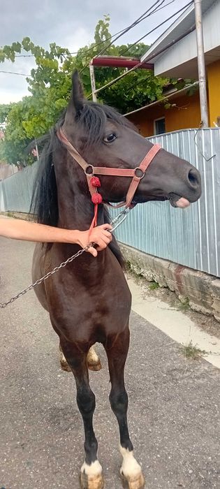 Vând mânză de 2 ani împliniți pe 17.07.2026, neinvatată la ham