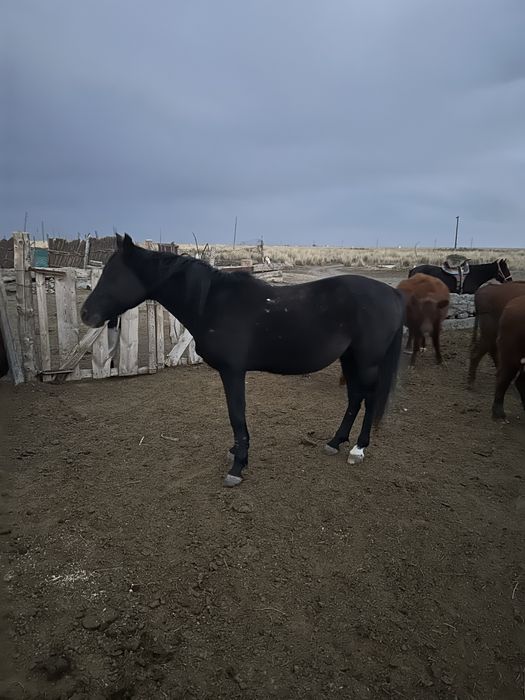 Араб полукровка айгыр