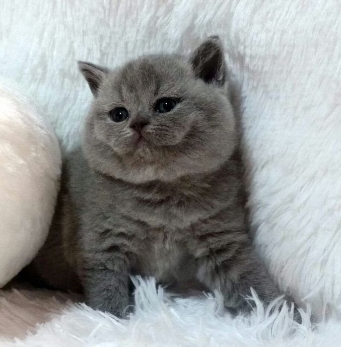 Продам британских котят