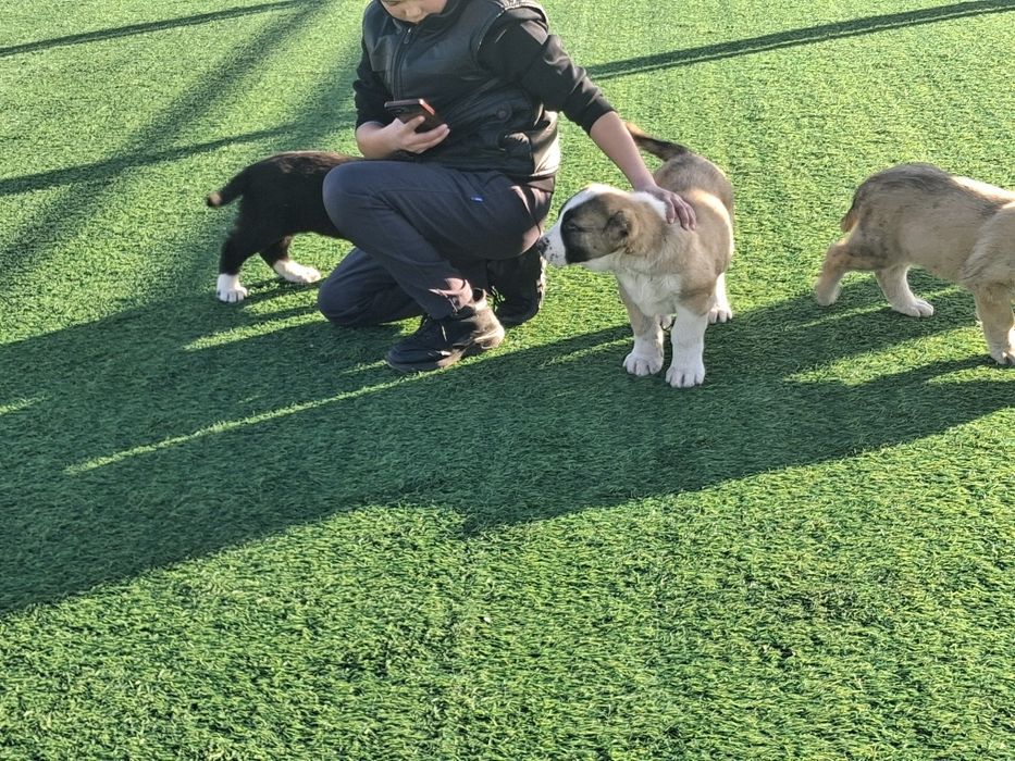 Щенки Алабая средниазиат