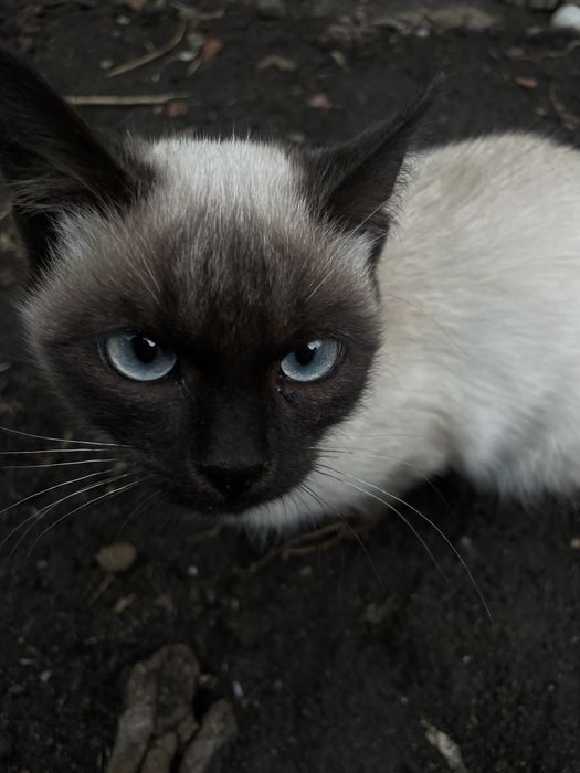 Ласковые 2 девочки